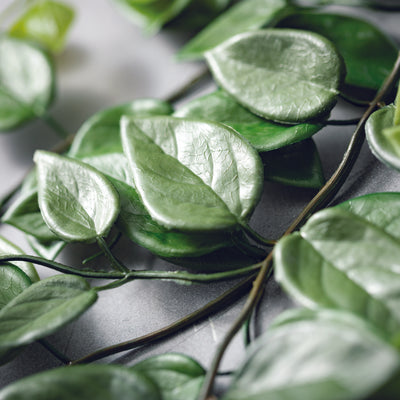 Eucalyptus Heart Leaf Drop